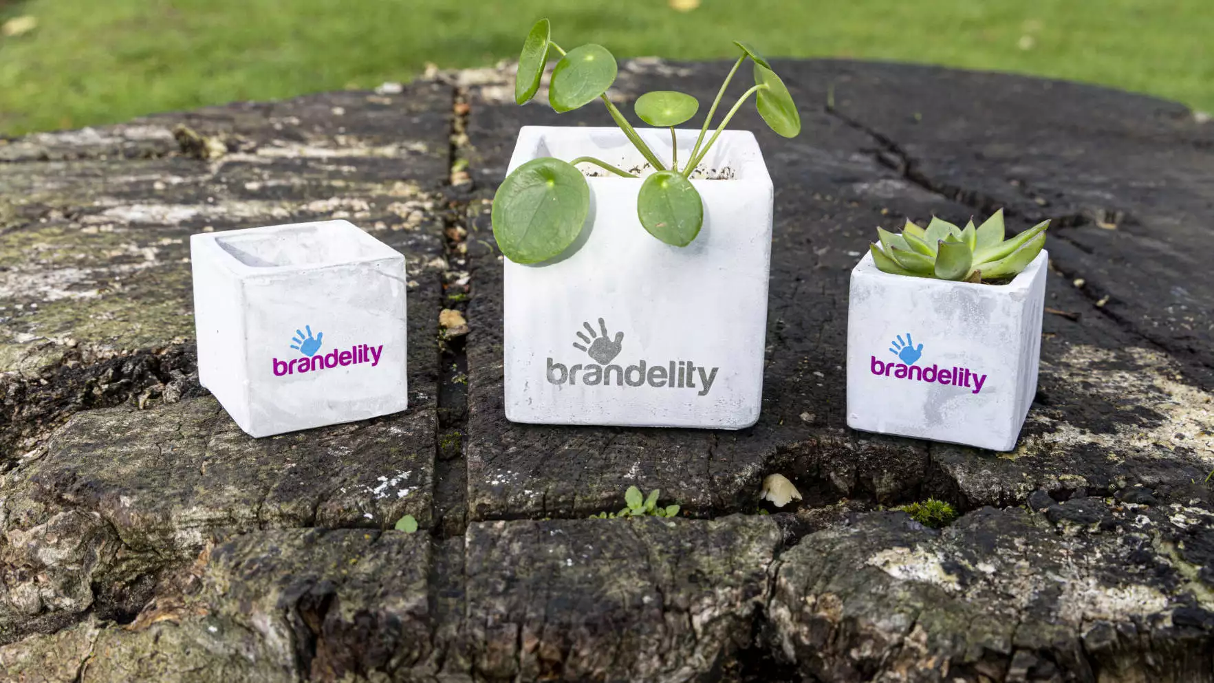 Branded Merchandise Plant Pots on Tree Stump