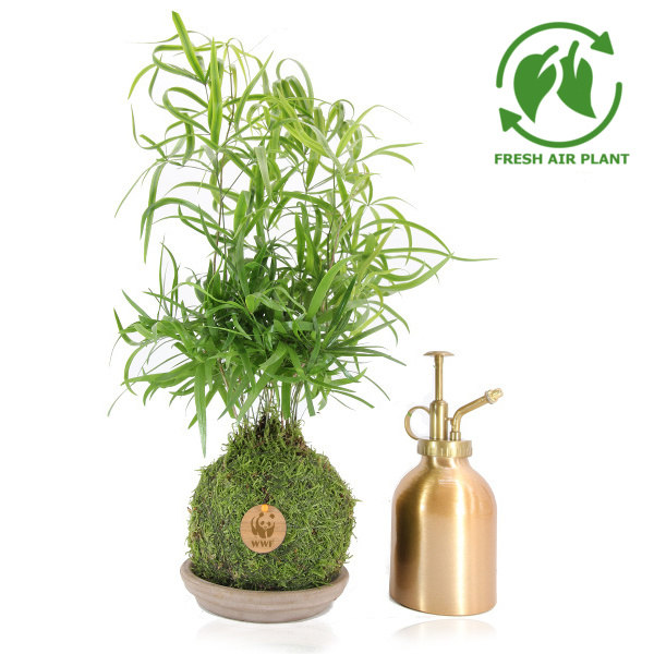 Kokedama Gift Set