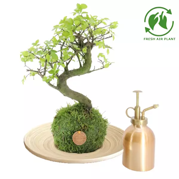 Premium Kokedama Bonsai Gift Set