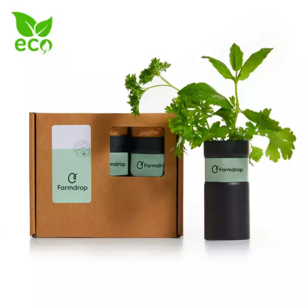 Desktop Garden